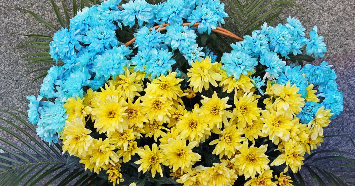 Blog: peace Image is of blue and yellow flowers in the shape of a heart