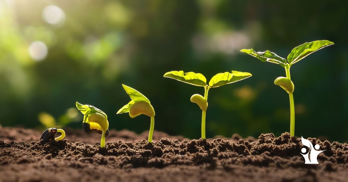 Image is of 5 seeds germinating and growing at different stages.