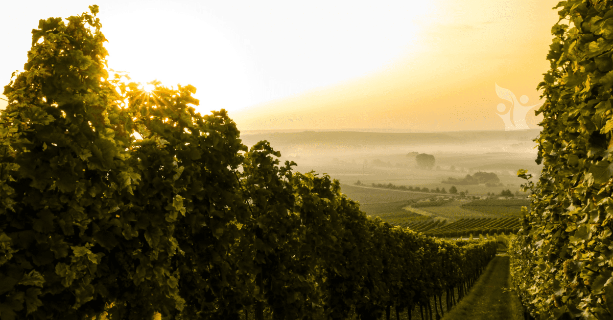 Photograph of a vineyard in hazy morning light