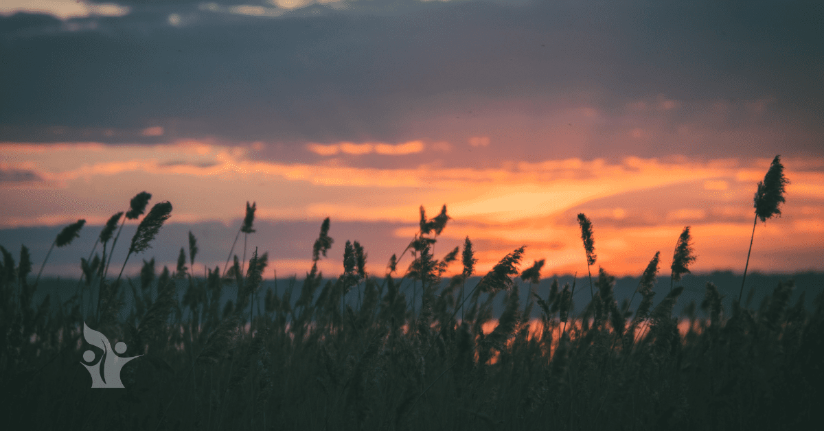 Photograph of an orange sunset behind reeds and water