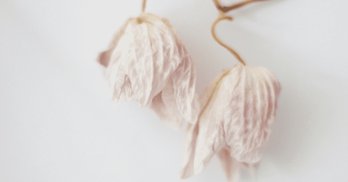 Photograph of the wilting petals of an orchid against a white background.