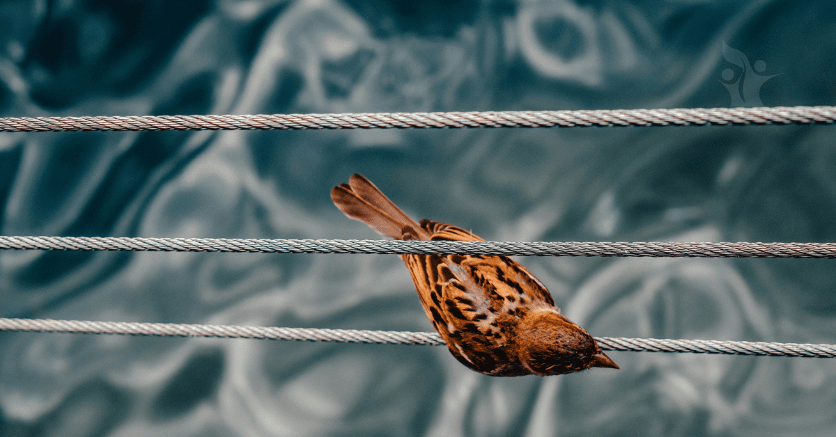 A top down photograph of a brown bird sat on one of 3 wires over water