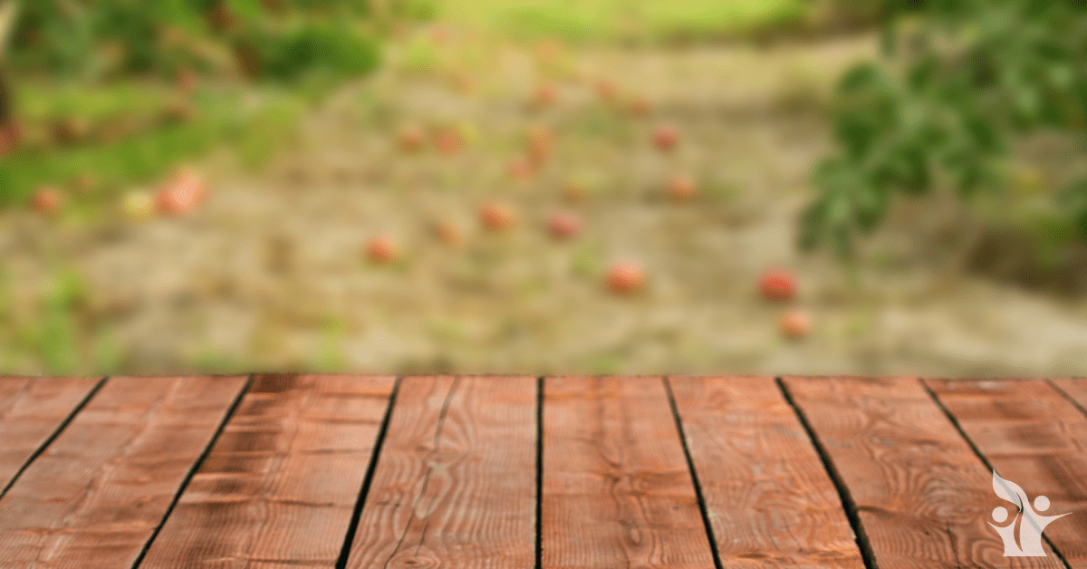 Photograph of a picnic table in an apple orchard with apples on the ground