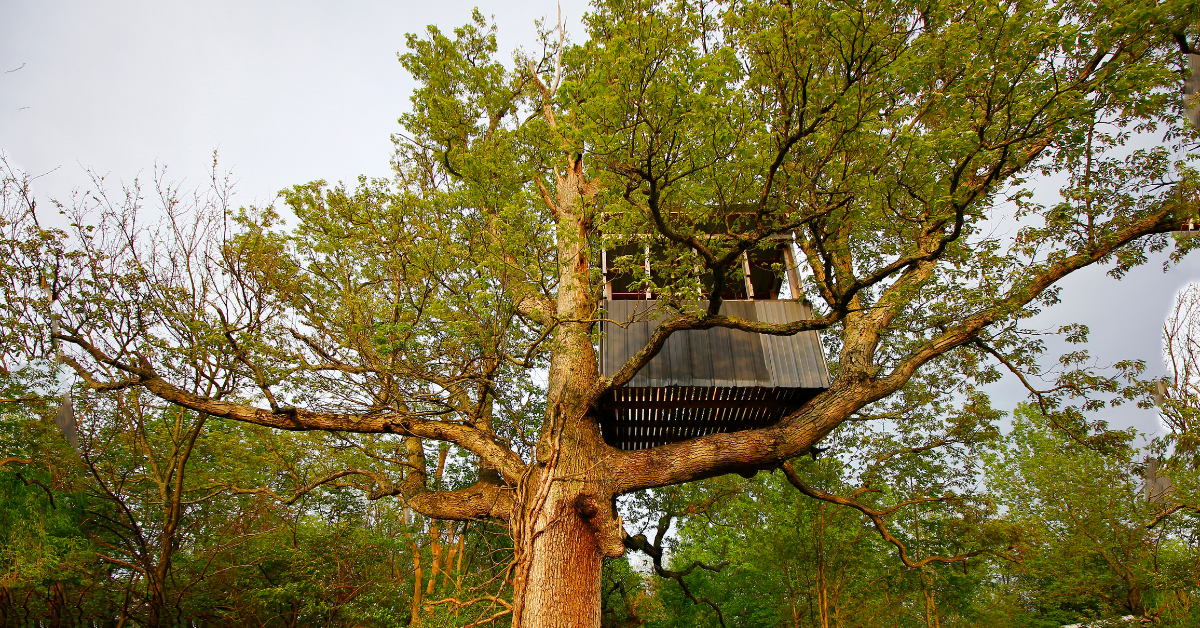 Photograph of a treehouse up in a tree