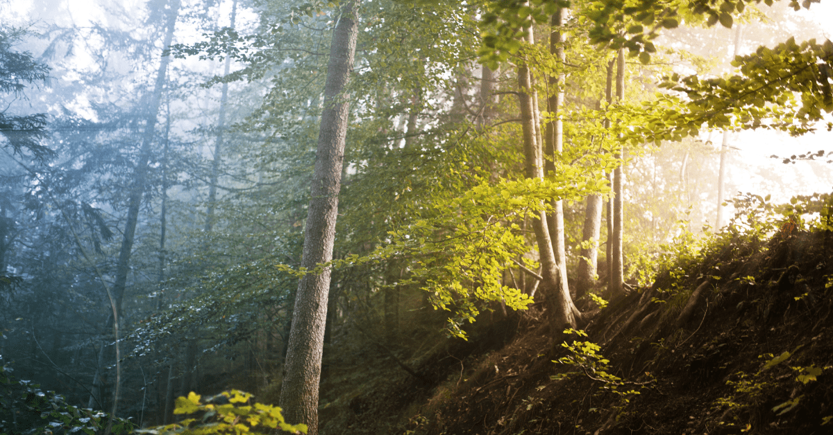 forest photograph of sun streaming through the hazy trees on a gully