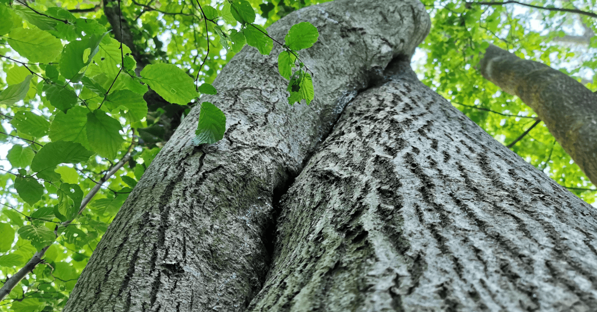 Photograph of 2 tree trunks wrapping around each other in full leaf