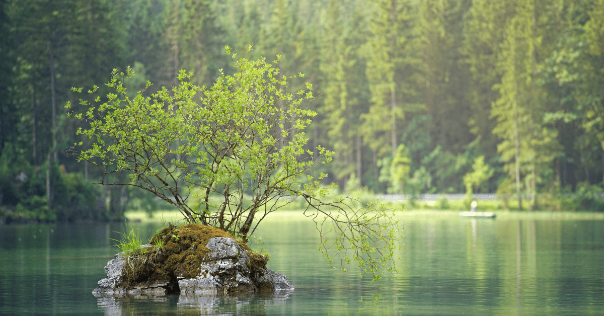 Showing a small island with a small tree in the middle of a lake surrounded by larger trees