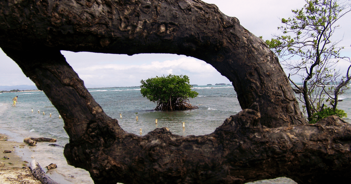 photograph of a tree in the ocean framed by the branches of another tree taken from the shore