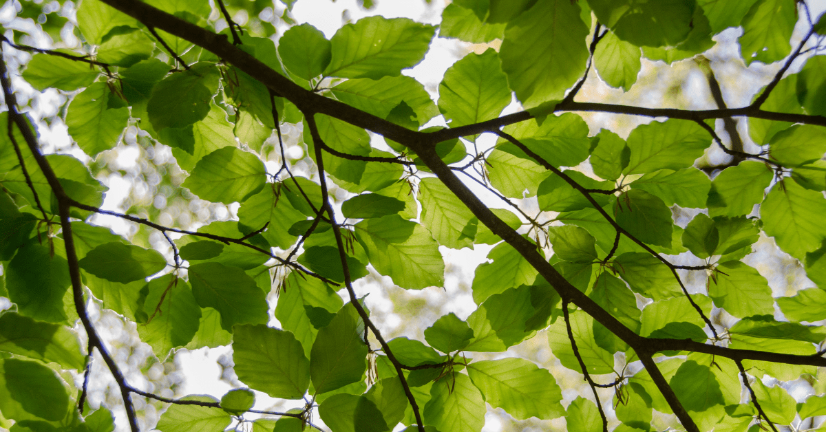 sunlight coming through green leaves on a thin branch