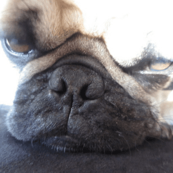 Mithra Dubey's Dog