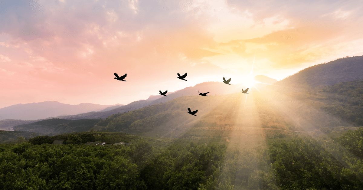 a flock of birds flying over a forest