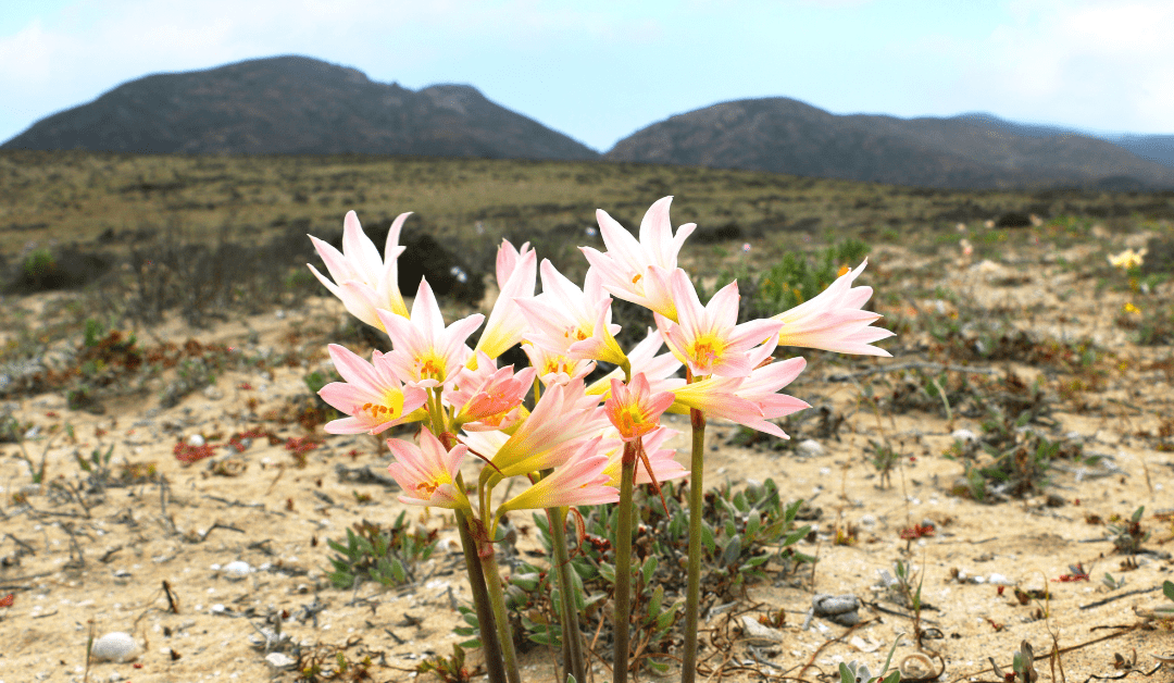 Deepening Capacities for Resilience