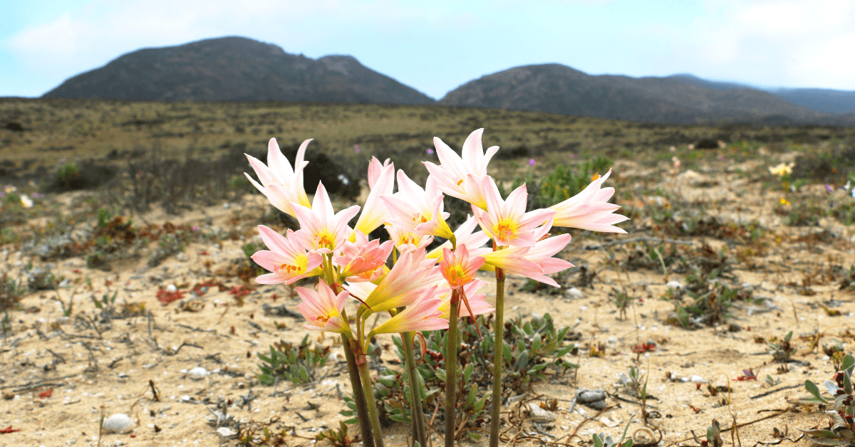 Rhodophiala flowers in a desert landscape