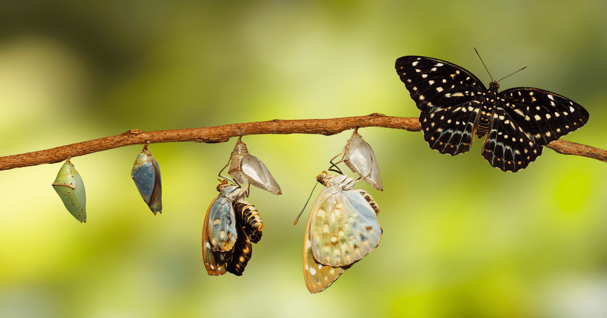 butterflies in different stages of development