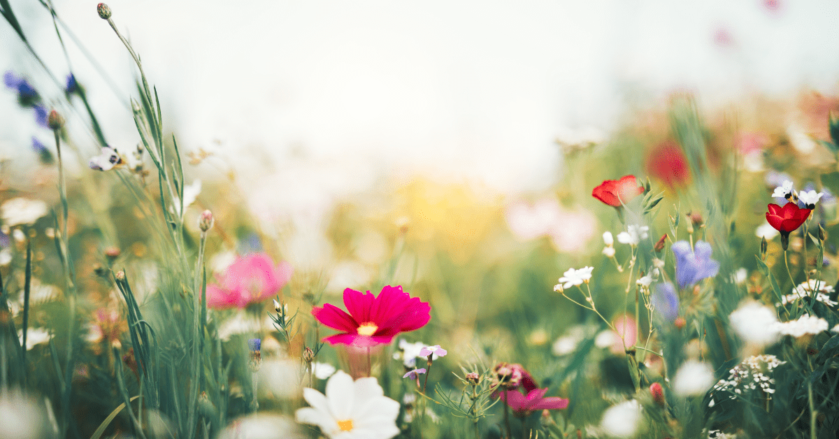 Field of flowers