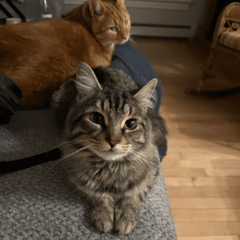 two cats