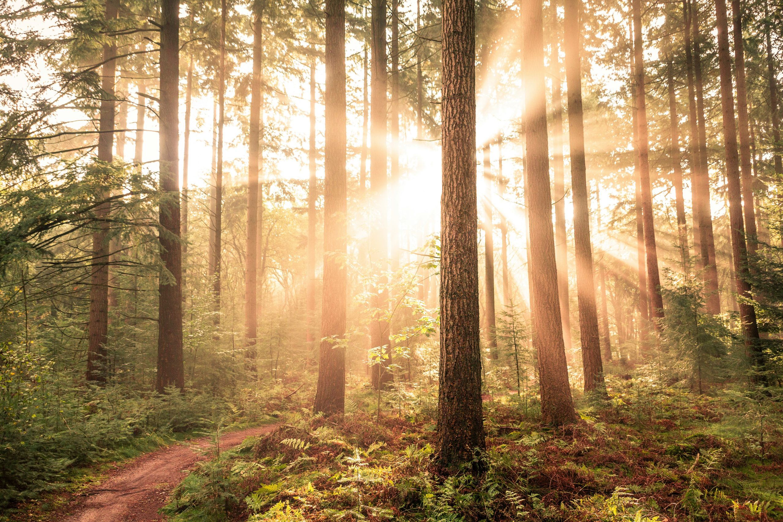 Sunlight shining through a forest path, symbolizing reflection, growth, and Self-Reg across the lifespan