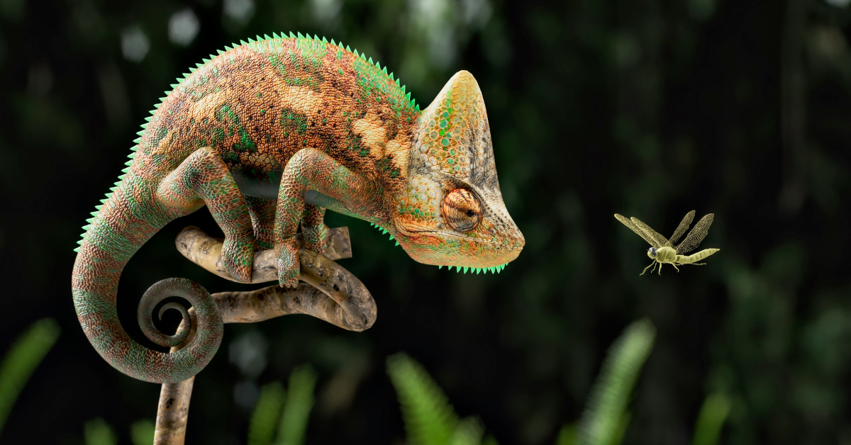 Chameleon about to catch a bug