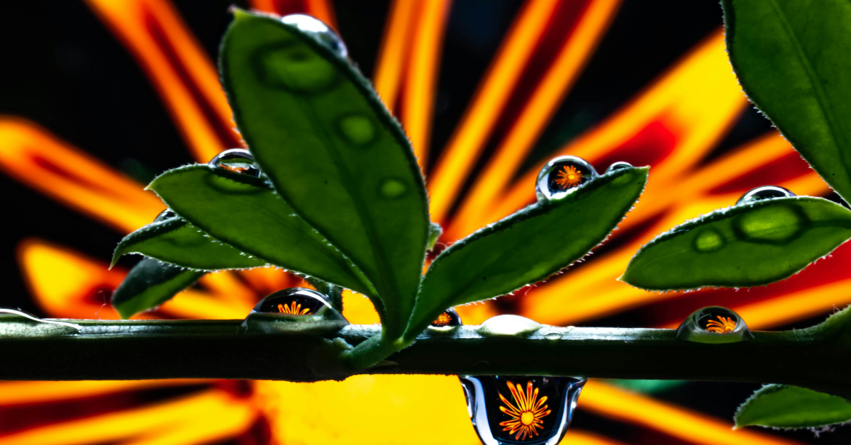 Water droplets on a leaf reflecting a fllower