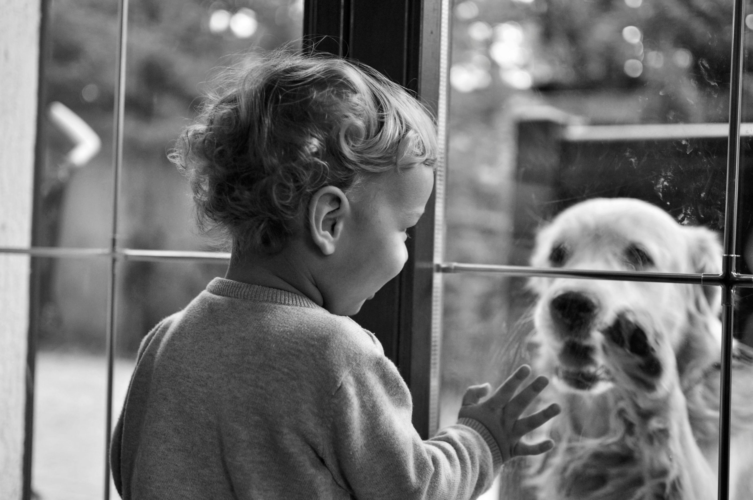 Young child touching a window while looking at a dog outside, reflecting connection and co-regulation during overwhelming moments.