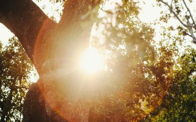Learning to Notice Without Judgement