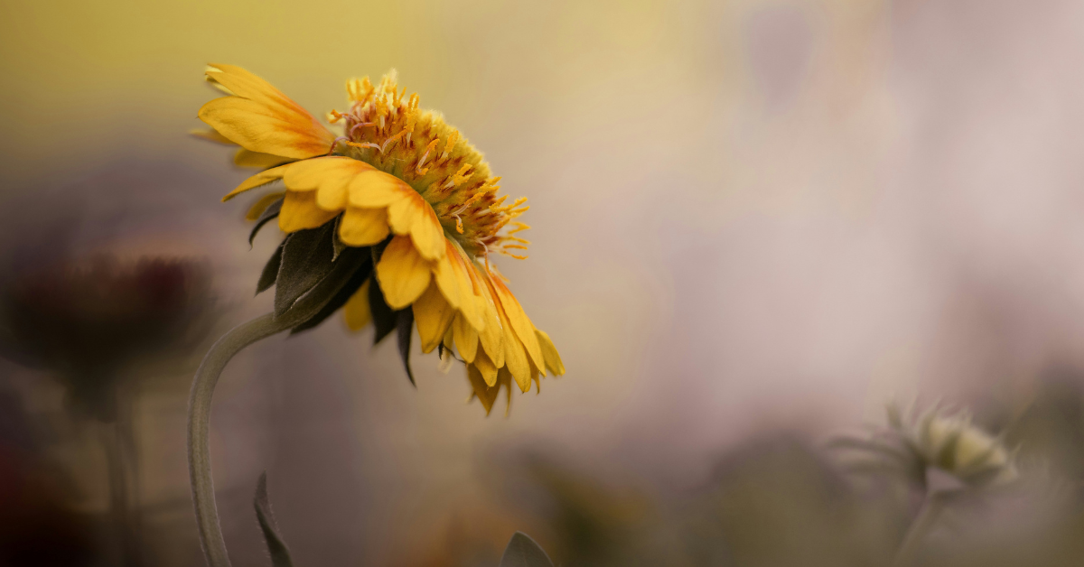 a single yellow flower with a soft blurred background